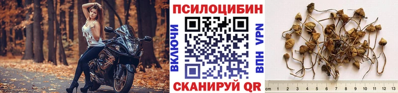 Псилоцибиновые грибы Cubensis Межгорье